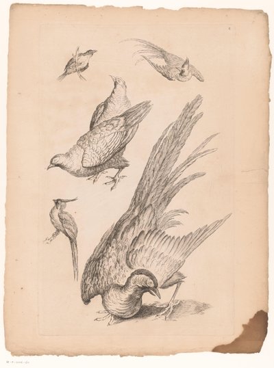 Vogeles chinos Zes Verschillende Chinese vogels (título de la serie) Libro de diferentes especies de aves de China (título de la serie) de Gabriel Huquier (attributed to)