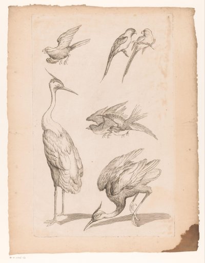 Siete pájaros chinos, incluyendo garzas y cotorras Varias aves chinas (título de la serie) Livre des differentes éspeces d