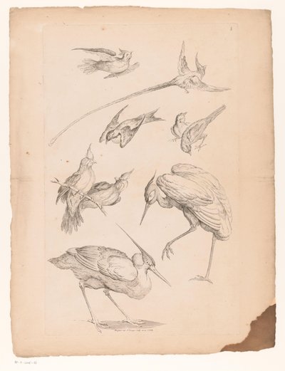Nueve pájaros chinos, incluida una garza y ​​posiblemente aves del paraíso. Varios pájaros chinos (título de la serie) Livre des differentes éspeces d