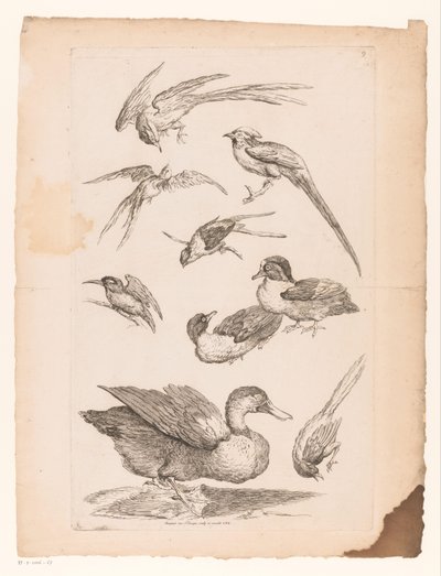 Nueve pájaros chinos, incluidos patos, un martín pescador y posiblemente aves del paraíso. Varios pájaros chinos (título de la serie) Livre des differentes éspeces d