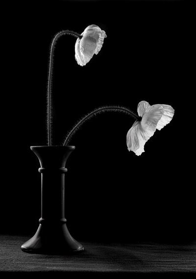 Elegantes amapolas en un jarrón de Gaby Grohovaz