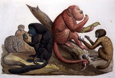 Monos de América del Sur de Gallo Gallina