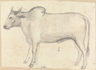 Un buey de Gangaram Chintaman Tambat