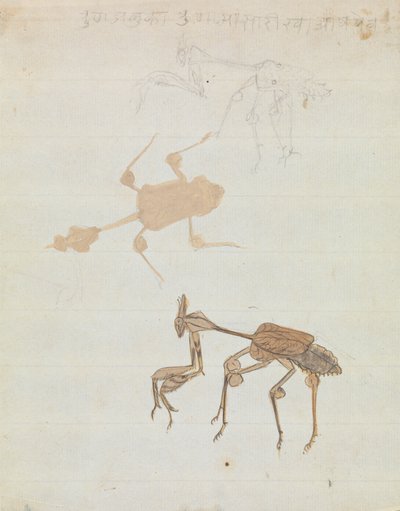 Mantis religiosa de Gangaram Chintaman Tambat