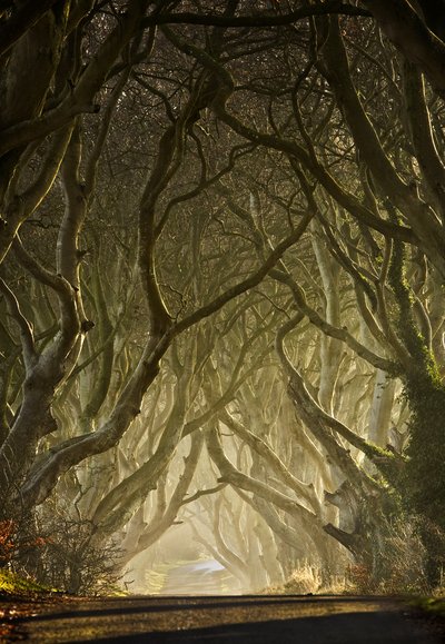 El túnel del árbol encantado de Gary McParland