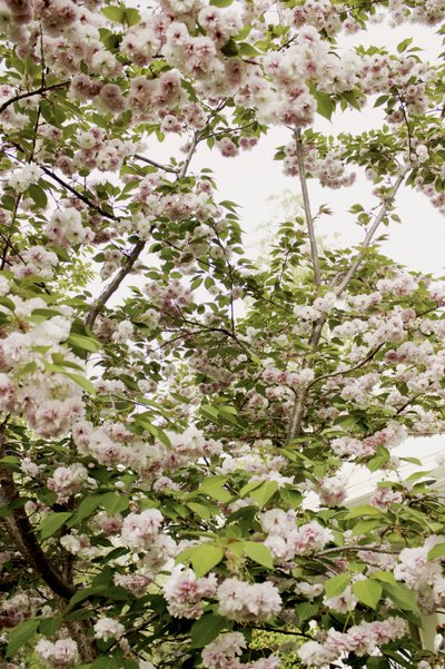 Primavera de los cerezos en flor de Gemma Bardot