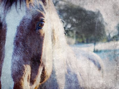 La mirada apacible del caballo de Gemma Bardot