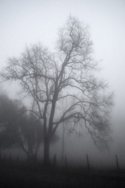 El misterioso árbol envuelto en niebla de Gemma Bardot