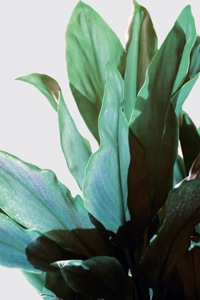 Planta tropical verde de Gemma Bardot