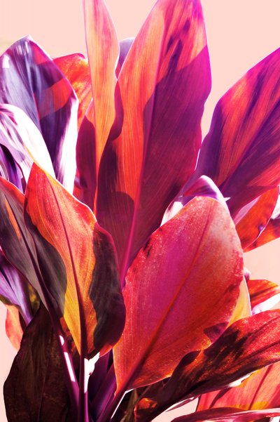 Hojas tropicales de colores vivos de Gemma Bardot