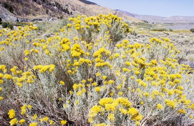 Flor amarilla del desierto de Gemma Bardot