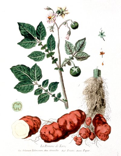 Patata, placa botánica de G. de Nangis, Francia de Genevieve Regnault de Nangis
