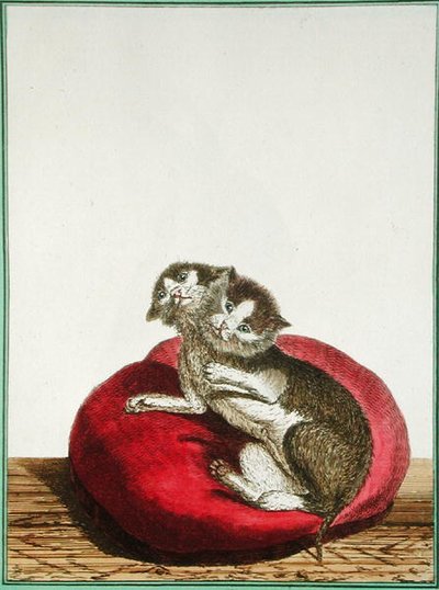 Gato de dos cabezas de Genevieve Regnault de Nangis
