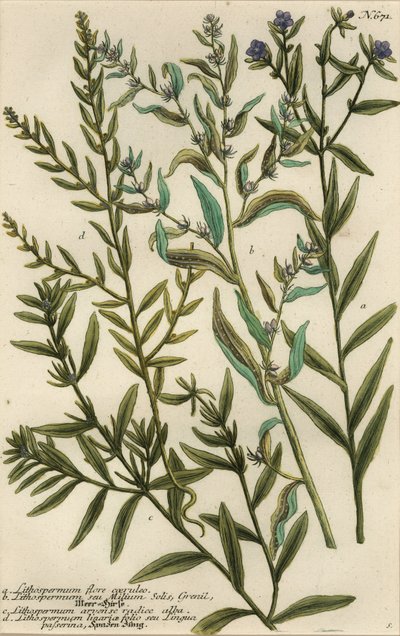 Variedades de gromwell, especies de Lithospermum de Georg Dionysius (after) Ehret