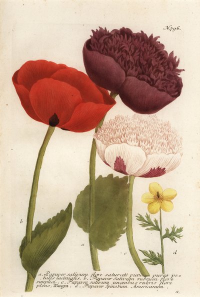 Variedades de amapola de opio, Papaver somniferum, y Anemone mexicana de Georg Dionysius (after) Ehret