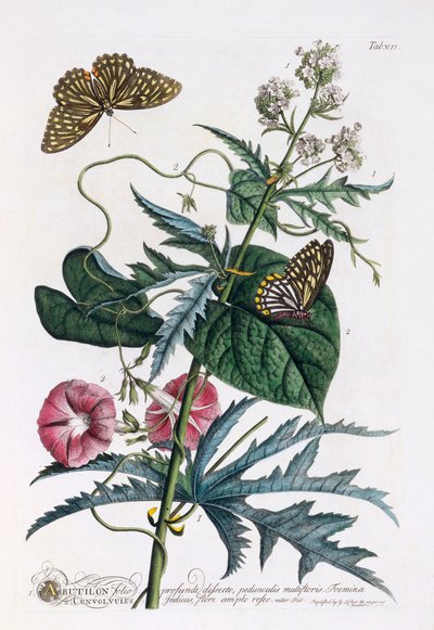 1. Abutilon, 2. Convolvulus, c. 1748 grabado coloreado a mano de "Georg Dionysius Ehret