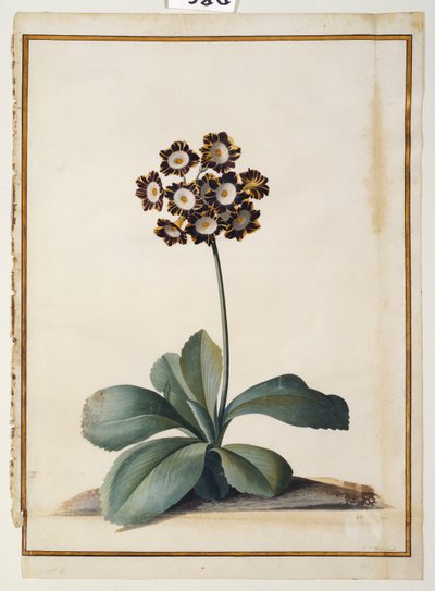 Una Aurícula Violeta Variegada de Georg Dionysius Ehret