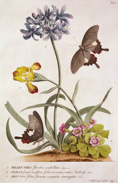 Agapanthus africanus, Iris variegata y una especie de Oxalis, de "Plantae et Papiliones Rariores", 1749 de Georg Dionysius Ehret