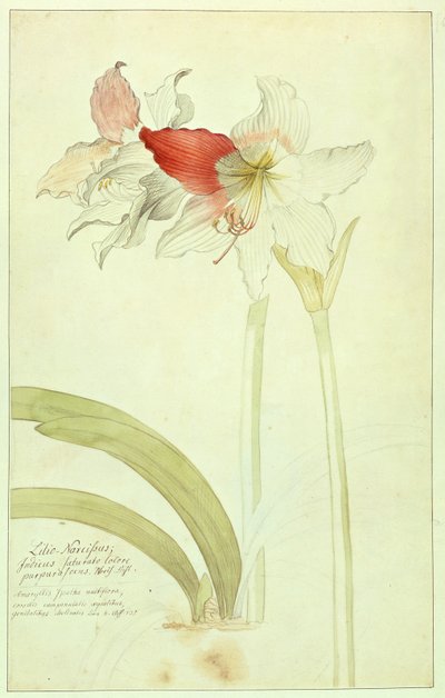 Amarilis: Lilio-Narciso, Indicus de Georg Dionysius Ehret