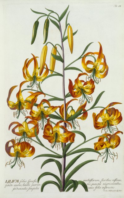 Lirio Americano, c. 1740 de "Georg Dionysius Ehret