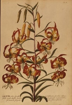 Lirio Americano de 