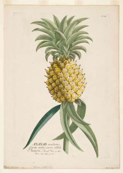Ananas sativus, piña de Georg Dionysius Ehret