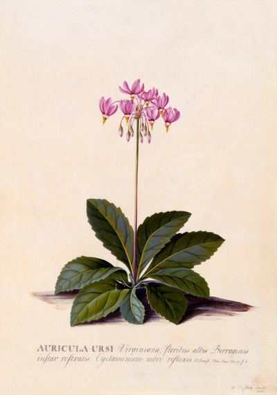 Aricula Ursi Estrella fugaz, c. 1744 grabado coloreado a mano de "Georg Dionysius Ehret