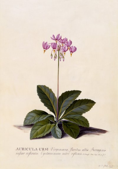 Aricula ursi, estrella fugaz, c.1744 de Georg Dionysius Ehret