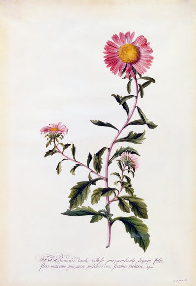 Aster, c. 1743 grabado coloreado a mano de "Georg Dionysius Ehret