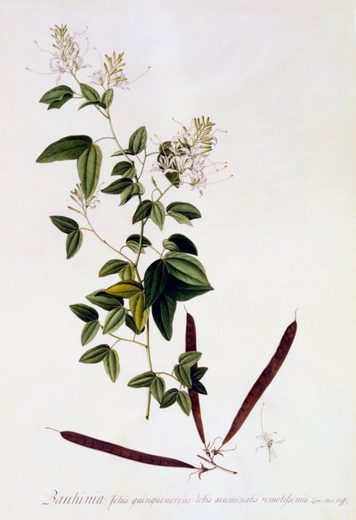 Bauhinia de "Georg Dionysius Ehret