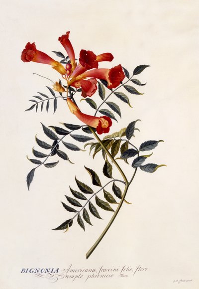 Bignonia Americana, c.1743 de Georg Dionysius Ehret
