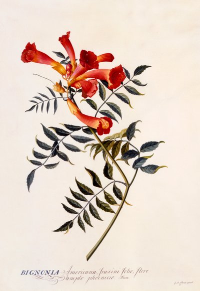 Bignonia Americana, c. 1743 grabado a mano coloreado de "Georg Dionysius Ehret