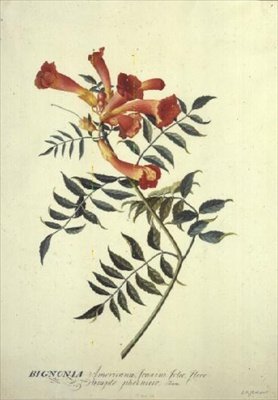 Bignonia americana de Georg Dionysius Ehret