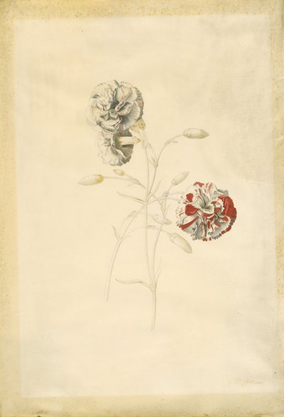 Claveles de Georg Dionysius Ehret