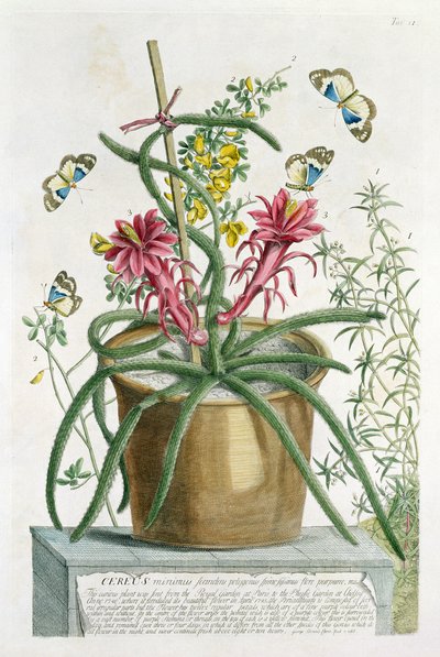 Cereus Minimus, c.1745 de Georg Dionysius Ehret