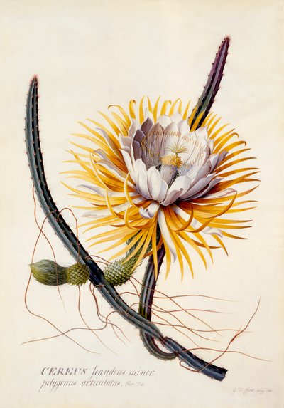 Cereus Reina de la Noche de "Georg Dionysius Ehret
