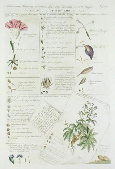 Caracteres de flores, de 