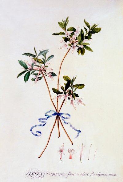 Cistus Virginiana de "Georg Dionysius Ehret