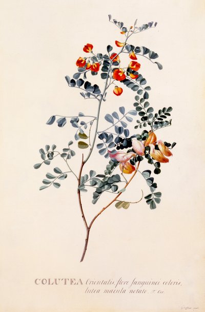 Colutea de "Georg Dionysius Ehret