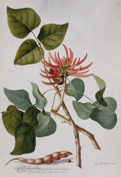 Árbol de coral de Georg Dionysius Ehret
