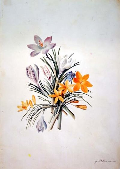 Ramo de crocus de Georg Dionysius Ehret