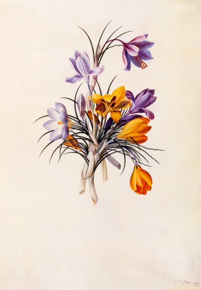 Azafranes, c. 1744 de "Georg Dionysius Ehret