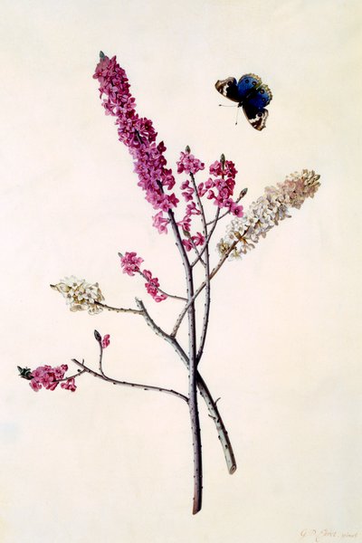 Daphne Mezereum con mariposa, c. 1740 grabado coloreado a mano de "Georg Dionysius Ehret