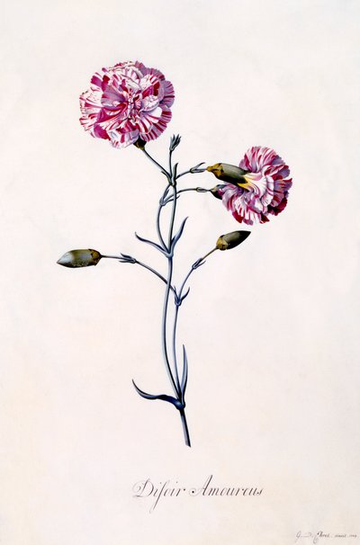 Difor Amourius Clavel, c. 1745 grabado coloreado a mano de "Georg Dionysius Ehret