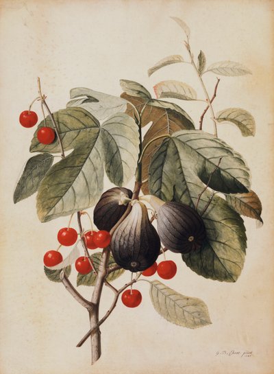 Higos y cerezas, 1747 de Georg Dionysius Ehret