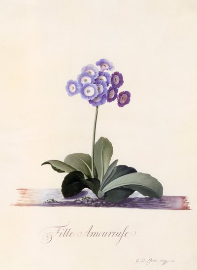 Garden Auricula Fille Amoureuse, c. 1743 grabado coloreado a mano de "Georg Dionysius Ehret