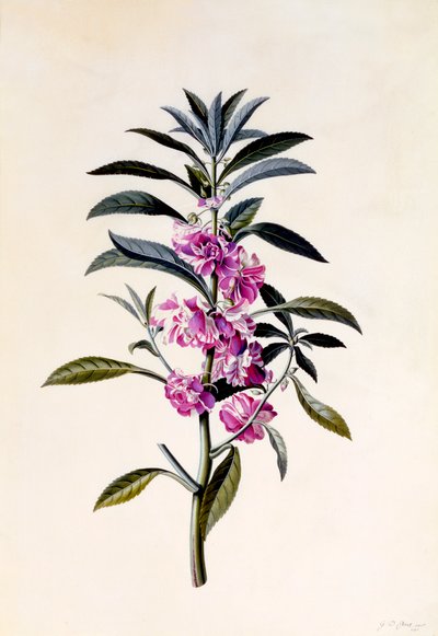 Bálsamo de jardín Impatiens Balsamina, c. 1746 (grabado coloreado a mano) de "Georg Dionysius Ehret