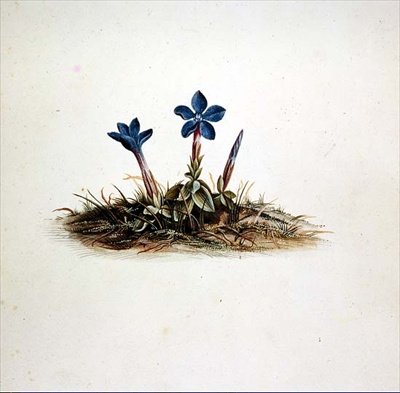 Genciana de Georg Dionysius Ehret