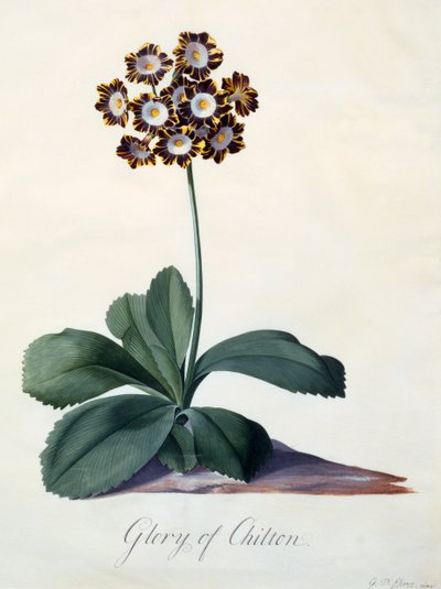 Gloria de Chilton de "Georg Dionysius Ehret