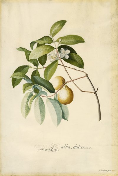 Guayaba de Georg Dionysius Ehret